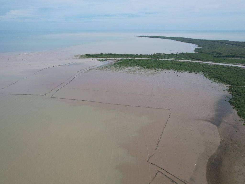 Pengertian Hutan Mangrove