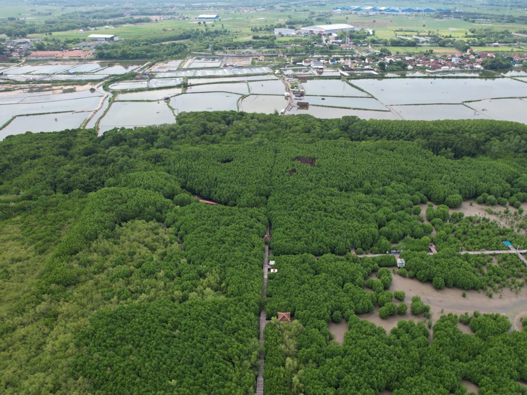 Tanaman Mangrove